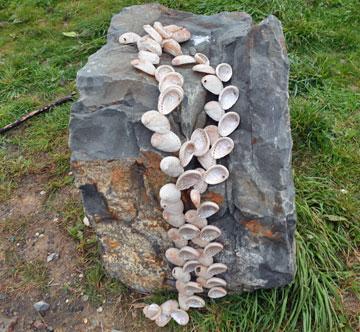 Rock decorated with shells