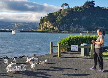 Hungry seagulls