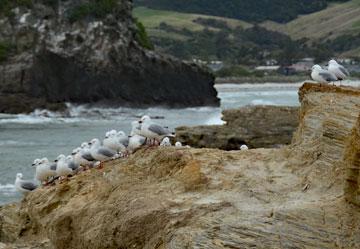 Seagulls all lined up on the beach