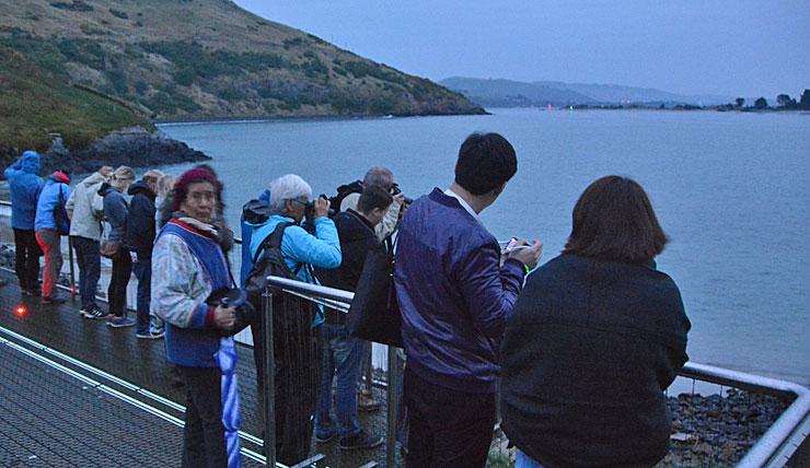 Blue penguin viewing platform