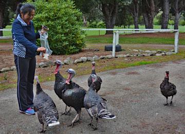 Resident turkeys