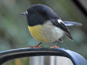 A temporary visitor to my motorhome rear mirror