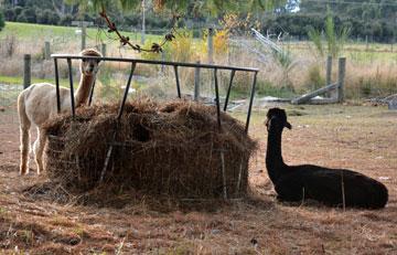 Two llamas who weren't the least bit interested in us