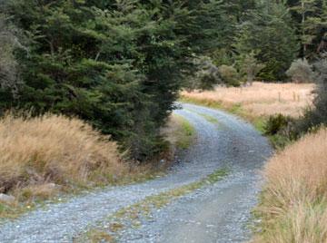 Forest drive to the connected camping areas