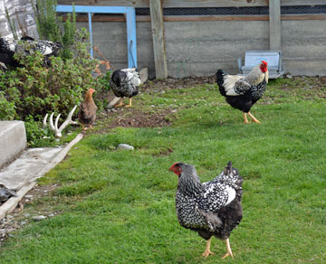Chickens outside - but no fresh eggs inside...