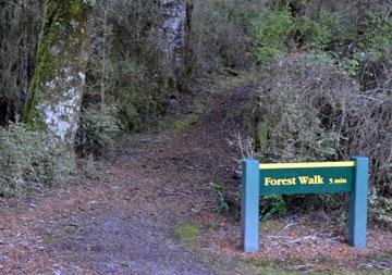 Start of the Forest Walk