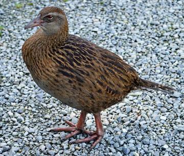 Weka