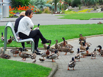 Feeding the duck beside the pond