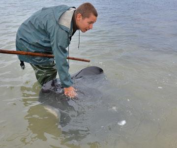 Henrik scratching a visiting stingray