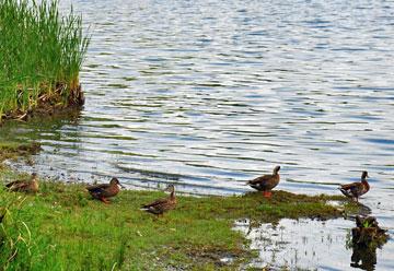 Ducks on the lake edge