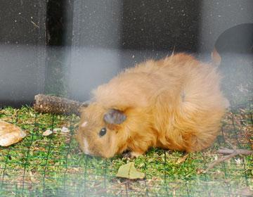 Fluffy guinea pig