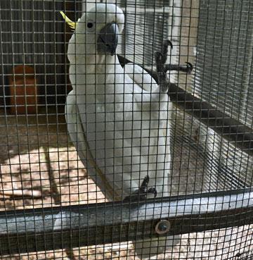 Cockatoo