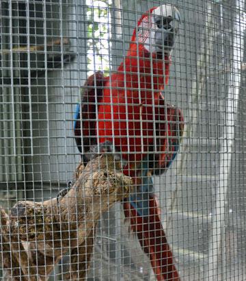 Red Cockatoo