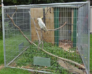 Resident cockatoo