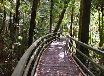 Puketi Forest walking track
