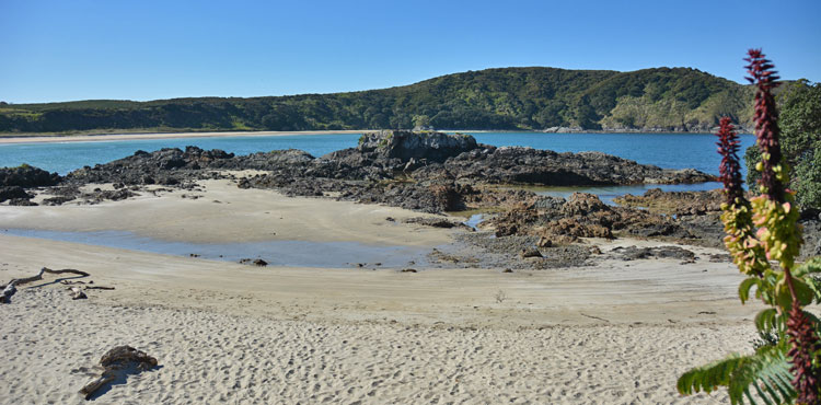 Flowers, rocks and golden sand...